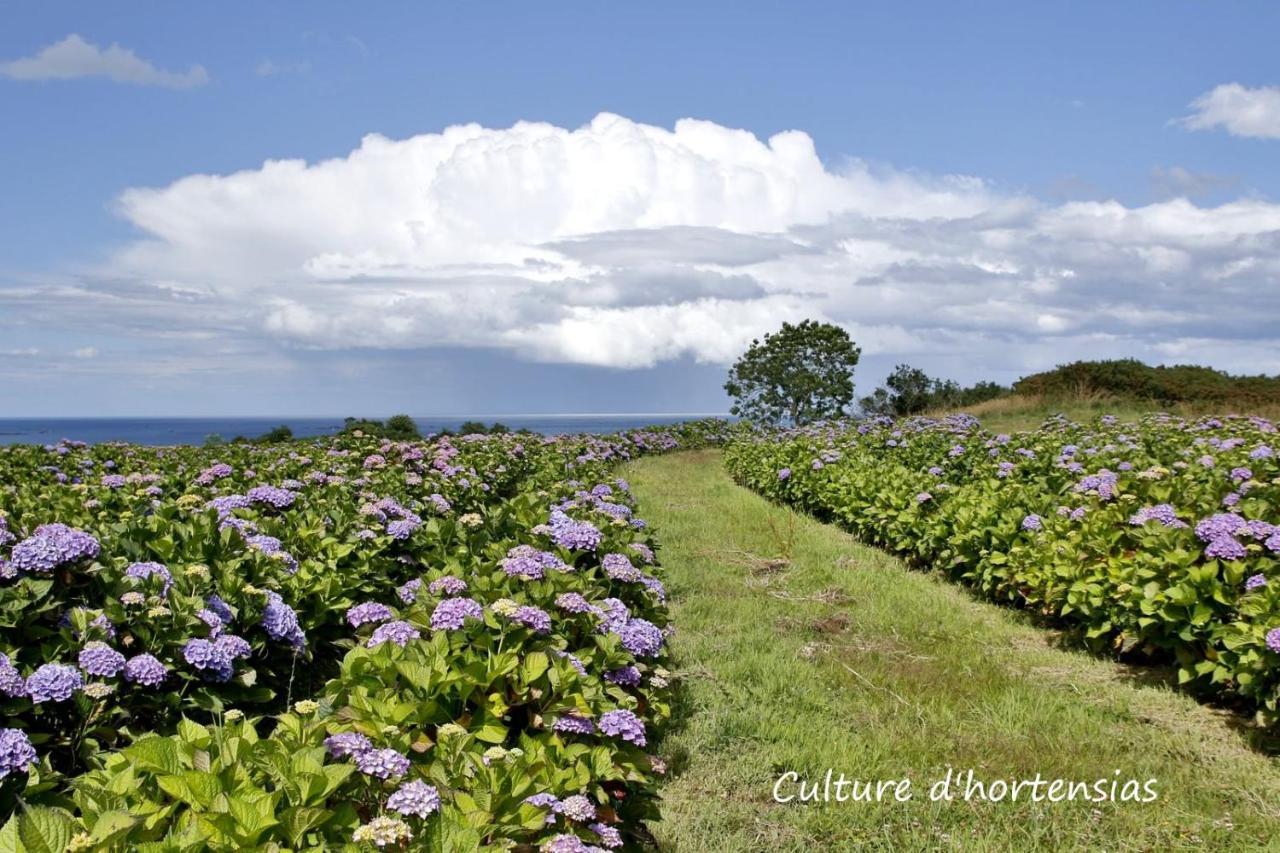 Epiphytes Et Succulentes Homestay Paimpol
