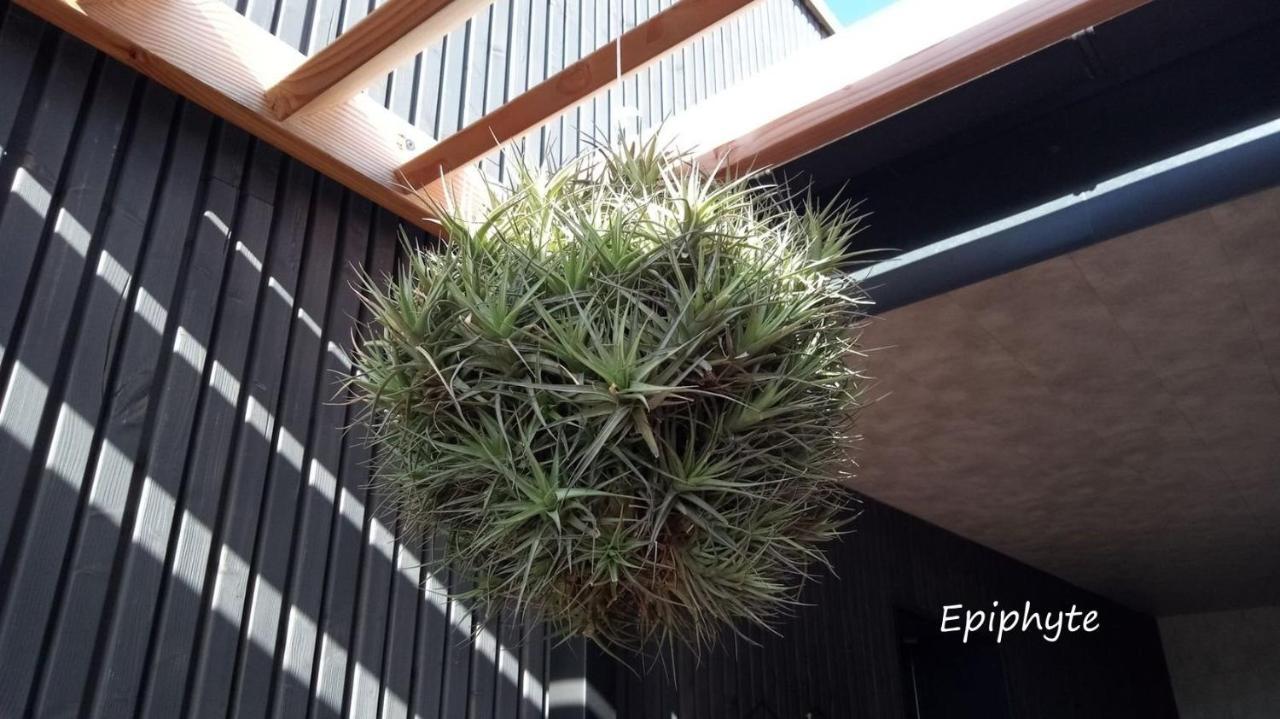 Epiphytes Et Succulentes * Paimpol
