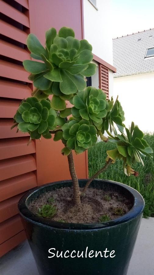 Epiphytes Et Succulentes * Paimpol